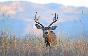 Summer Scouting Tips for Mule Deer
